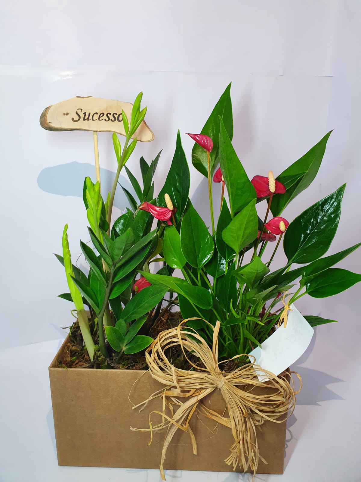 Caixa com Mini Antúrio – Floricultura Majo Flores